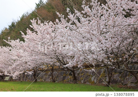 香川県 東かがわ市 白鳥温泉の桜 2025年4月 138078895