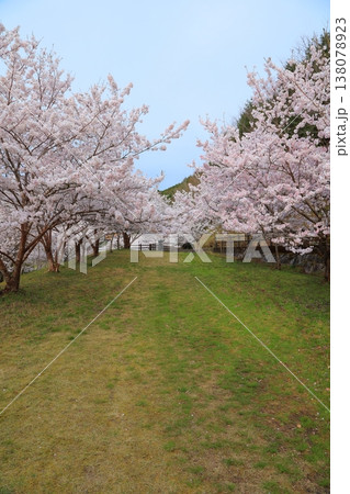 香川県 東かがわ市 白鳥温泉の桜 2025年4月 香川県 東かがわ市 白鳥温泉の桜 2025年4月 138078923