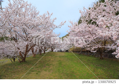 香川県 東かがわ市 白鳥温泉の桜 2025年4月 香川県 東かがわ市 白鳥温泉の桜 2025年4月 138078925