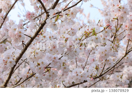 香川県 東かがわ市 白鳥温泉の桜 2025年4月 香川県 東かがわ市 白鳥温泉の桜 2025年4月 138078929