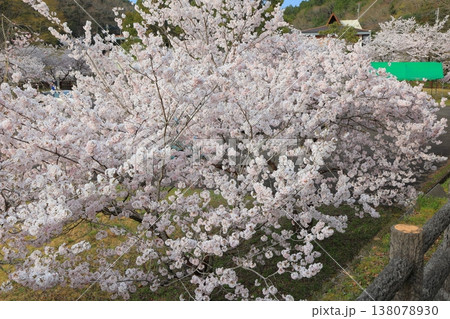 香川県 東かがわ市 白鳥温泉の桜 2025年4月 香川県 東かがわ市 白鳥温泉の桜 2025年4月 138078930
