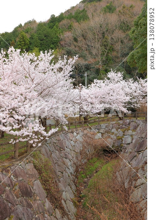 香川県 東かがわ市 白鳥温泉の桜 2025年4月 香川県 東かがわ市 白鳥温泉の桜 2025年4月 138078952