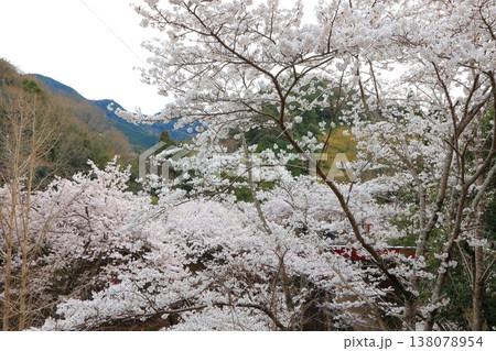 香川県 東かがわ市 白鳥温泉の桜 2025年4月 138078954