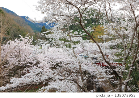 香川県 東かがわ市 白鳥温泉の桜 2025年4月 香川県 東かがわ市 白鳥温泉の桜 2025年4月 138078955