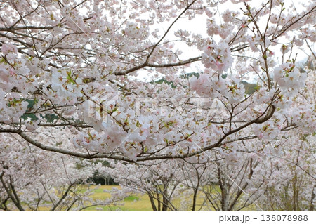 香川県 東かがわ市 白鳥温泉の桜 2025年4月 香川県 東かがわ市 白鳥温泉の桜 2025年4月 138078988