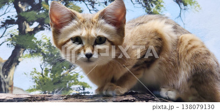 Small wild cat exploring natural environment with greenery in background Small wild cat exploring natural environment with greenery in background 138079130