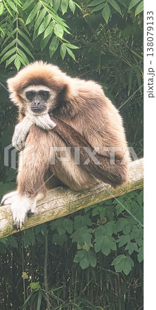 Brown gibbon sitting on a branch surrounded by lush green foliage Brown gibbon sitting on a branch surrounded by lush green foliage 138079133