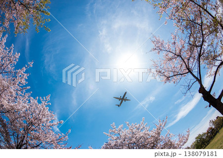 満開の桜並木を見上げる構図と青空を横切る飛行機 138079181