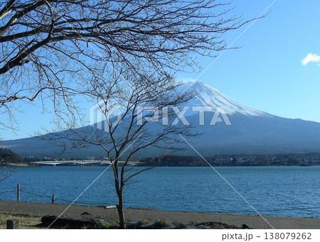 河口湖、蕾の桜と「富士山」と 河口湖大橋 138079262