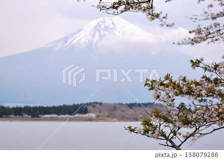 薄曇りの田貫湖から「富士山」と満開のサクラ 薄曇りの田貫湖から「富士山」と満開のサクラ 138079286
