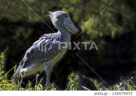Shoebill, Balaeniceps rex, in a relaxed pose Shoebill, Balaeniceps rex, in a relaxed pose 138079455