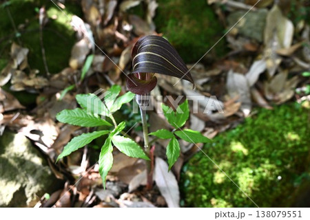 マムシグサ・蝮草・有毒植物 138079551