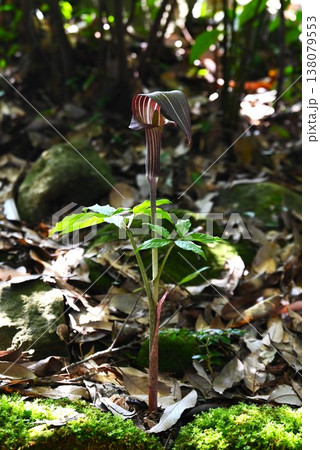 マムシグサ・蝮草・有毒植物 138079553