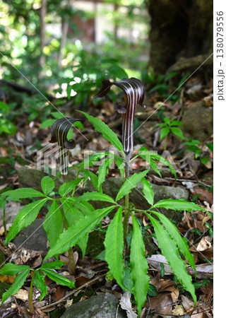 マムシグサ・蝮草・有毒植物 138079556