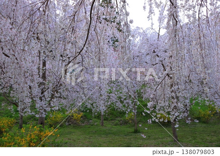 徳島県 阿波市 いまの桜 2025年4月 徳島県 阿波市 いまの桜 2025年4月 138079803