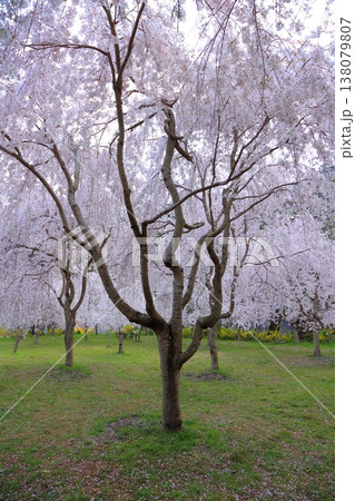 徳島県 阿波市 いまの桜 2025年4月 138079807