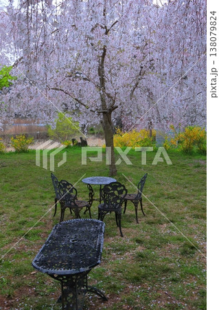 徳島県 阿波市 いまの桜 2025年4月 徳島県 阿波市 いまの桜 2025年4月 138079824