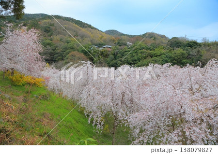 徳島県 阿波市 いまの桜 2025年4月 138079827