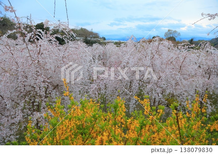 徳島県 阿波市 いまの桜 2025年4月 138079830