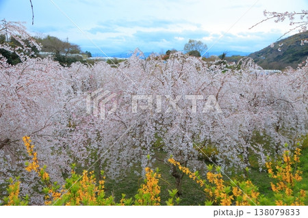 徳島県 阿波市 いまの桜 2025年4月 138079833