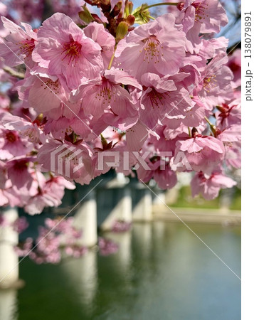 満開の桜〈乙川河川緑地/愛知県岡崎市〉 138079891