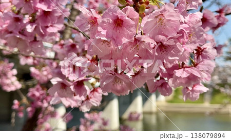 満開の桜〈乙川河川緑地/愛知県岡崎市〉 満開の桜〈乙川河川緑地/愛知県岡崎市〉 138079894