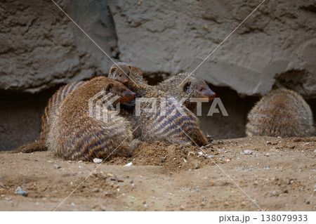 Banded Mongoose, group with baby, Mungos mungo 138079933