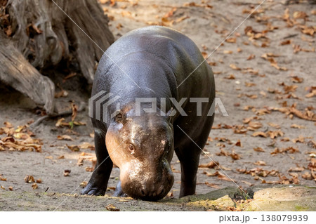 Pygmy hippopotamus Choeropsis liberiensis Pygmy hippopotamus Choeropsis liberiensis 138079939
