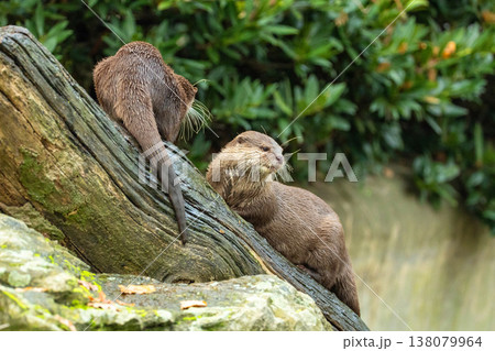 Asian small clawed otter Amblonyx cinerea, small clawed otter Asian small clawed otter Amblonyx cinerea, small clawed otter 138079964