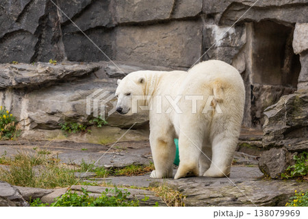 Polar bear standing on rocky terrain with green grass and natural habitat Polar bear standing on rocky terrain with green grass and natural habitat 138079969