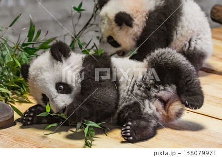 two sweet cubs Giant Pandas Playful and adorable at a zoo two sweet cubs Giant Pandas Playful and adorable at a zoo 138079971