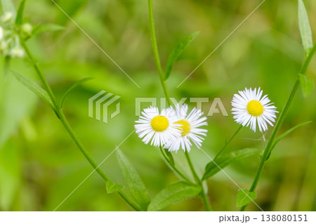 野原にひっそりと咲くハルジオンの白い花 138080151