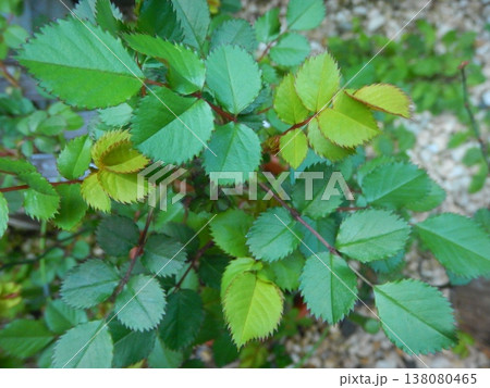 春の新緑の季節　ミニバラの葉 138080465