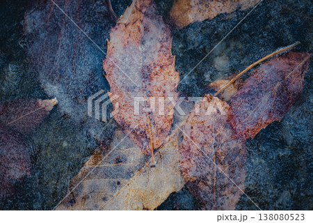 薄氷に閉じ込められた枯れ葉 138080523