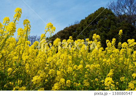 一面に広がる菜の花畑 庄内緑地公園 一面に広がる菜の花畑 庄内緑地公園 138080547