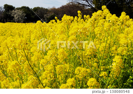 一面に広がる菜の花畑 庄内緑地公園 一面に広がる菜の花畑 庄内緑地公園 138080548