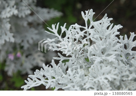 シロタエギク, 白妙菊, シルバーリーフ, 植物, 葉, 銀色, 白, 自然, 庭, ガーデニング, シロタエギク, 白妙菊, シルバーリーフ, 植物, 葉, 銀色, 白, 自然, 庭, ガーデニング, 138080565