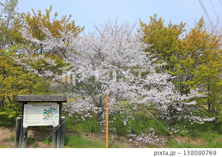 徳島県 阿波市 熊谷寺の桜 2025年4月 138080769