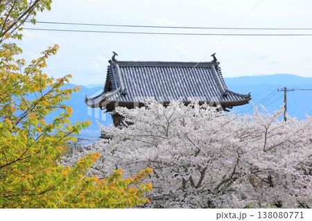 徳島県 阿波市 熊谷寺の桜 2025年4月 徳島県 阿波市 熊谷寺の桜 2025年4月 138080771