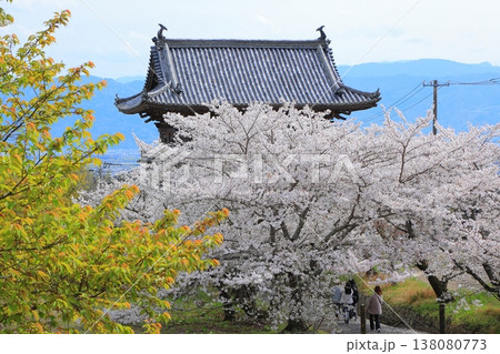 徳島県 阿波市 熊谷寺の桜 2025年4月 徳島県 阿波市 熊谷寺の桜 2025年4月 138080773