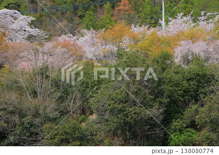 徳島県 阿波市 熊谷寺の桜 2025年4月 徳島県 阿波市 熊谷寺の桜 2025年4月 138080774