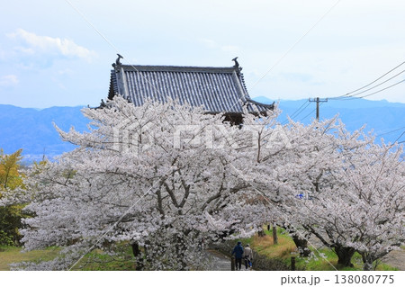 徳島県 阿波市 熊谷寺の桜 2025年4月 138080775