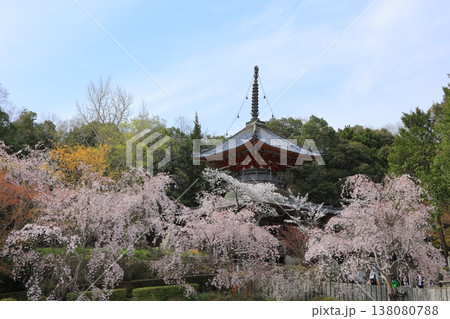 徳島県 阿波市 熊谷寺の桜 2025年4月 徳島県 阿波市 熊谷寺の桜 2025年4月 138080788