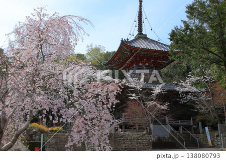 徳島県 阿波市 熊谷寺の桜 2025年4月 徳島県 阿波市 熊谷寺の桜 2025年4月 138080793