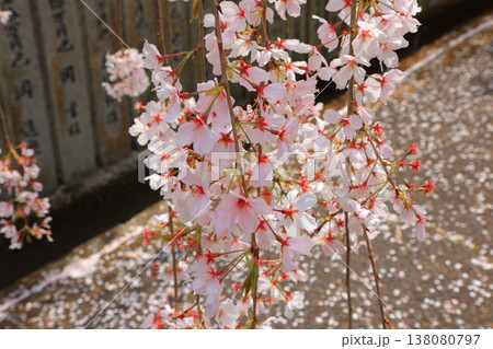 徳島県 阿波市 熊谷寺の桜 2025年4月 138080797