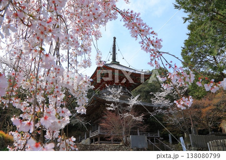 徳島県 阿波市 熊谷寺の桜 2025年4月 138080799