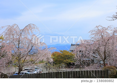 徳島県 阿波市 熊谷寺の桜 2025年4月 徳島県 阿波市 熊谷寺の桜 2025年4月 138080802