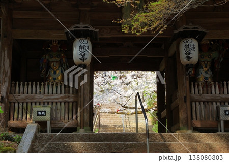 徳島県 阿波市 熊谷寺の桜 2025年4月 138080803
