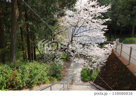 徳島県 阿波市 熊谷寺の桜 2025年4月 138080816