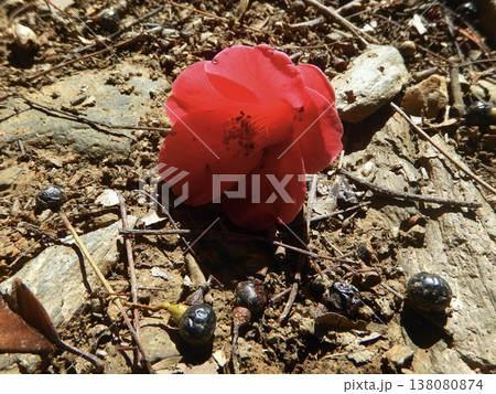 椿の花 椿の花 138080874